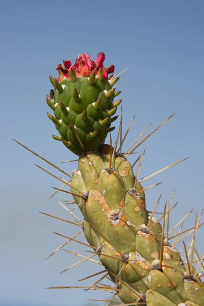 Bloeiende cactus op la palma, Spanje — Stockfoto