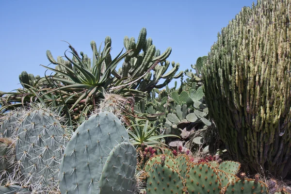 Cactusfield på la palma, Kanarieöarna — Stockfoto