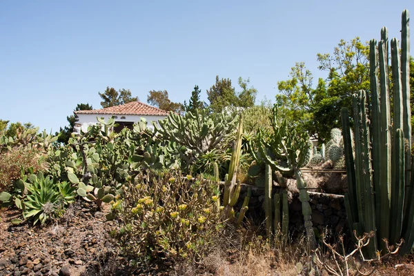 加那利群岛帕尔马海岸的房子 — 图库照片