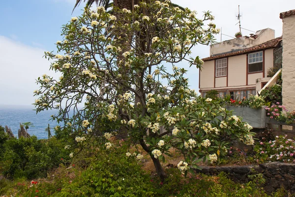 Дома на побережье Ла-Пальмы, Канарские острова — стоковое фото
