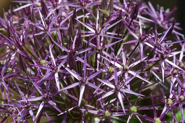 Gros plan d'un allium christophii violet — Photo