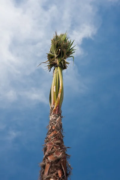 Palm med bundet upp blad — Stockfoto