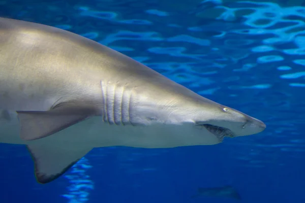 Grote haai jacht voor prooi — Stockfoto
