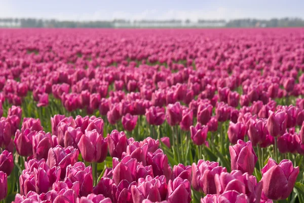 Field of purple tulips in the Netherlands — Stock Photo, Image