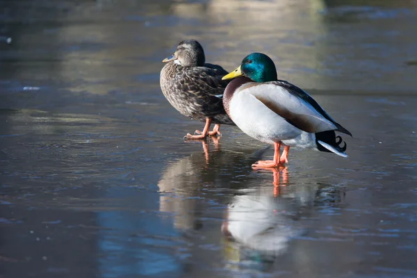 Un par de patos parados en el hielo — Foto de Stock