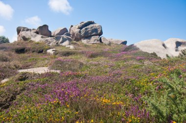 Heath yakınındaki cote granit gül Bretagne, Fransa