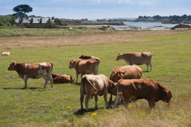 Breton Isle of brehat Fransa için denize yakın otlayan inekler