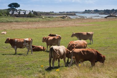 Breton cows grazing near the sea on the isle of Brehat in France clipart