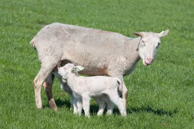 Young lamb nursed by his mother clipart