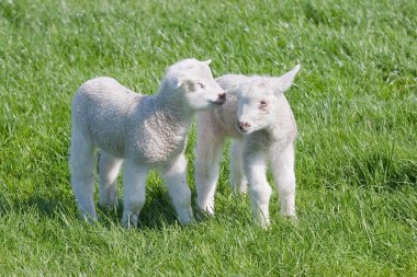 Satisfied Young lambs in the pasture at springtime clipart