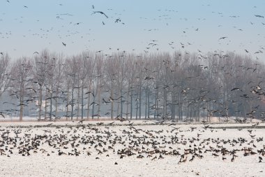 Hollanda'nın bir kış manzarası içinde kaz