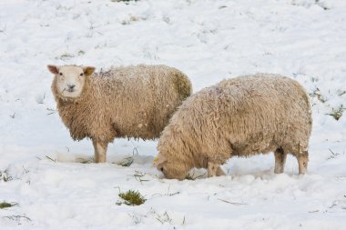 Hollandalı kışın kar altında çim arama koyun