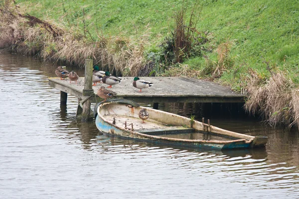 Kachny na břehu kanálu s napůl potopené veslice — Stock fotografie