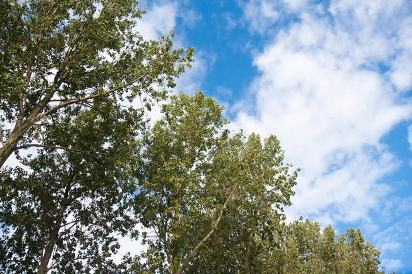 stock image Trees facing the blue sky with clouds