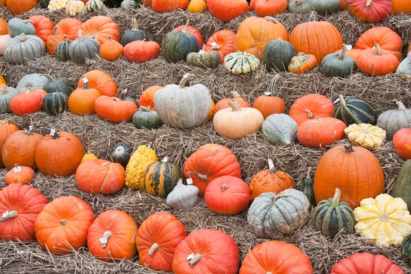 Pumpkins in a market of the Netherlands — Stock Photo, Image