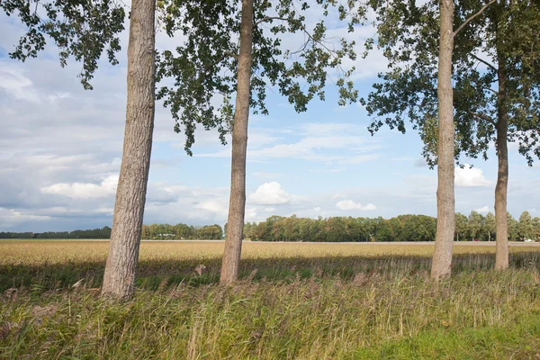 Alberi in un tipico paesaggio rurale olandese — Foto Stock