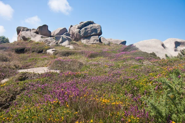 stock image Heath near the Cote Granite Rose of Bretagne, France