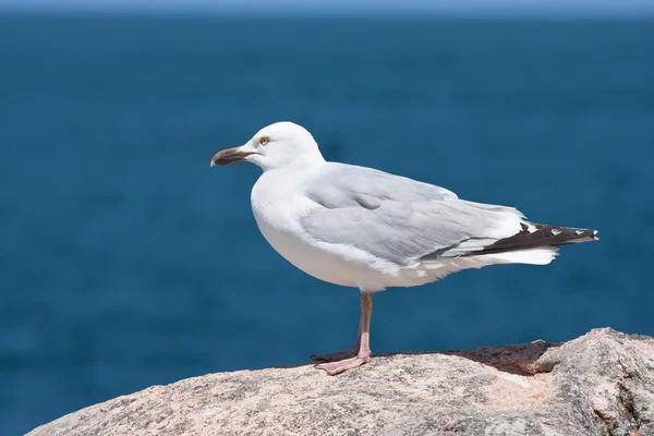 stock image Seagull sitting on a rock near the sea