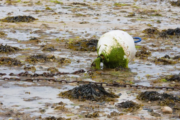 Boya cubierta con crecimiento de algas en marea descendente —  Fotos de Stock