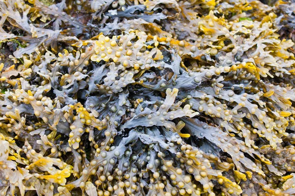 Algas marinas — Foto de Stock