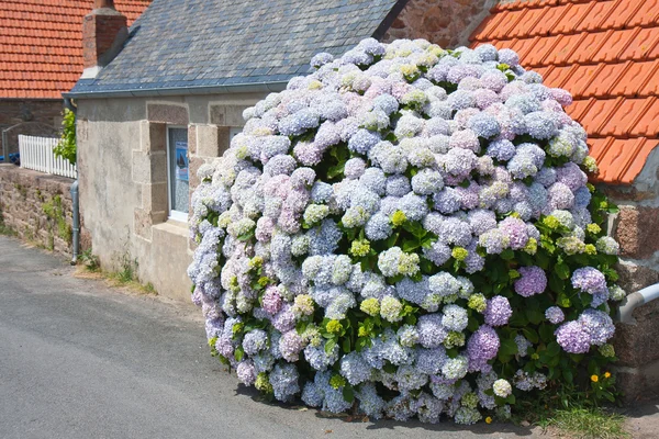 Hermosa hortensia frente a una casa de campo en Bretaña, Francia — Foto de Stock