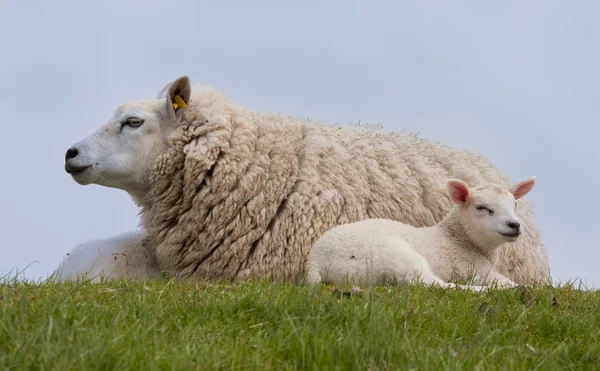 Fåren med små lamm, vilar i gräset — Stockfoto