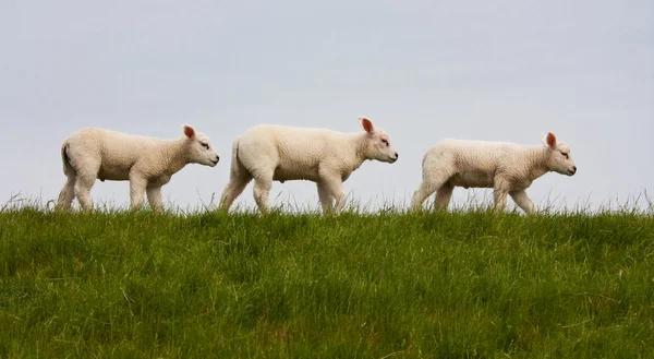 連続で若い羊のパレード — ストック写真
