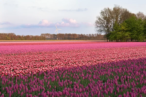 Fioletowy pola tulipanów w Holandii — Zdjęcie stockowe