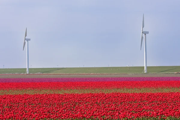 Campo holandês de tulipas com moinhos de vento por trás — Fotografia de Stock