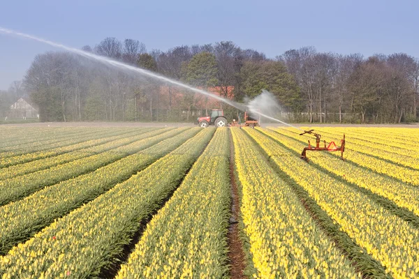Gebied van gele tulpen met sprinklerinstallatie voor irrigatio — Stockfoto
