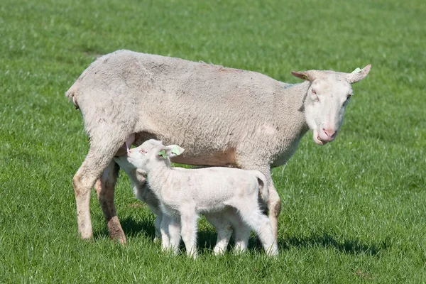 Young lamb nursed by his mother — Stock Photo, Image