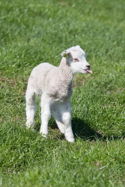 Unga lamm med söt liten tunga — Stockfoto