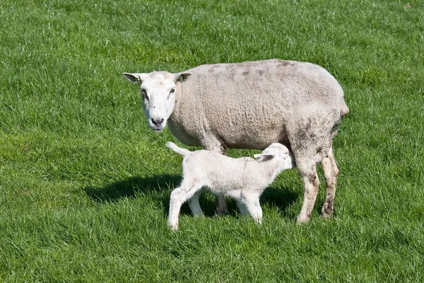 由母亲抚养的饥渴的小羊羔 — 图库照片