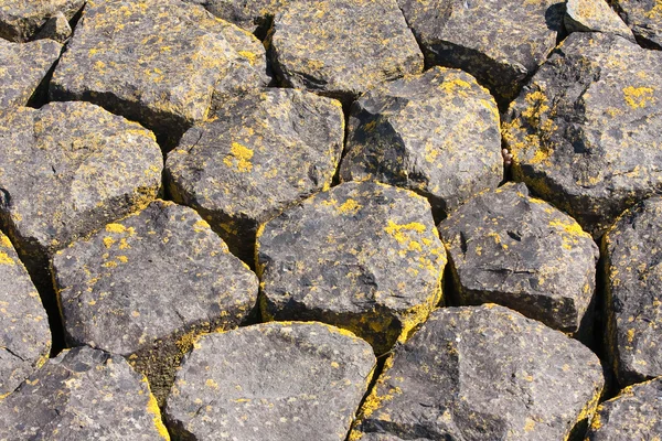 Rocas de basalto cubiertas de musgo en la orilla holandesa —  Fotos de Stock