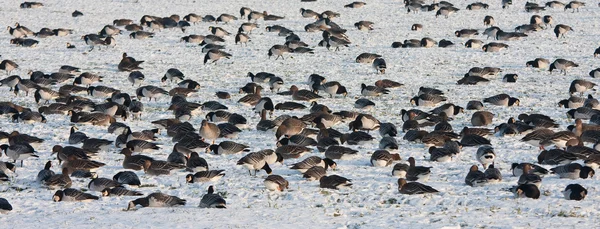 Troop wild goose grazing in wintertime — Stock Photo, Image