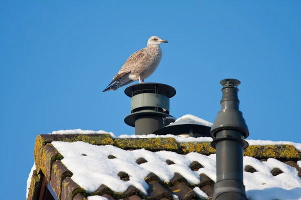 Seagull in wintertime, sitting on top of a chimney — Stock Photo, Image