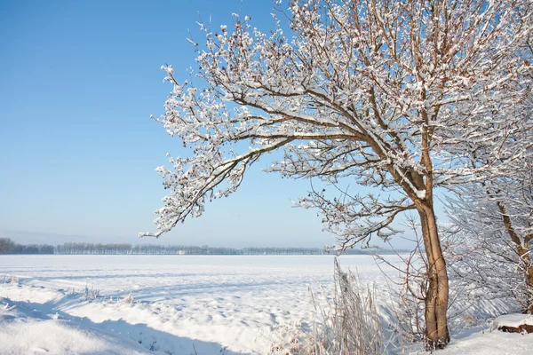 Inverno nas terras agrícolas dos Países Baixos — Fotografia de Stock