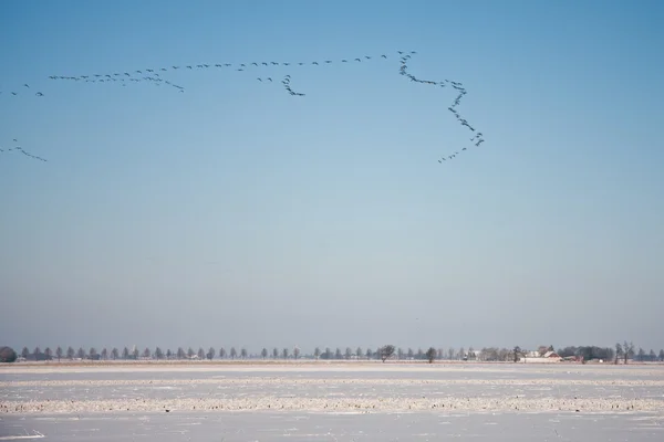 Gansos Gaggle volando sobre tierras de cultivo nevadas de los Países Bajos —  Fotos de Stock