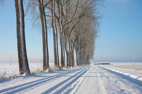 Vintertid på landbrugsjord i Nederlandene - Stock-foto