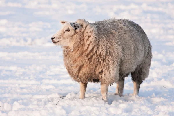 在荷兰的雪山草甸羊 — 图库照片