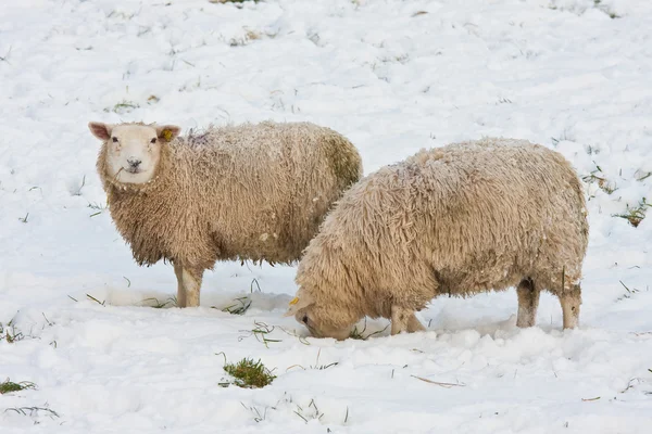 Ovelhas no inverno holandês, à procura de grama sob a neve — Fotografia de Stock