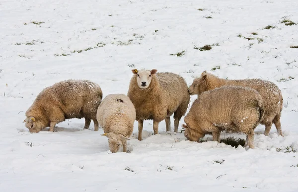 羊在荷兰的冬天，寻找在雪下的草 — 图库照片