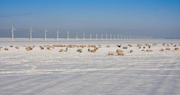 Schapen op het brede gebied in de winter in Nederland — Stockfoto