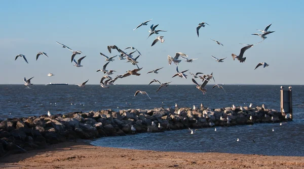 Troupeau de mouettes, volant au-dessus de la plage d'Urk, Pays-Bas — Photo