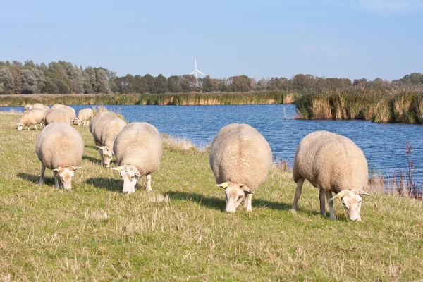 Grazing sheep along the water — Stock Photo, Image