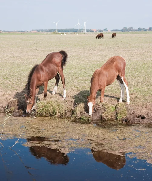 Trinkendes Pferd mit ihrem Fohlen — Stockfoto