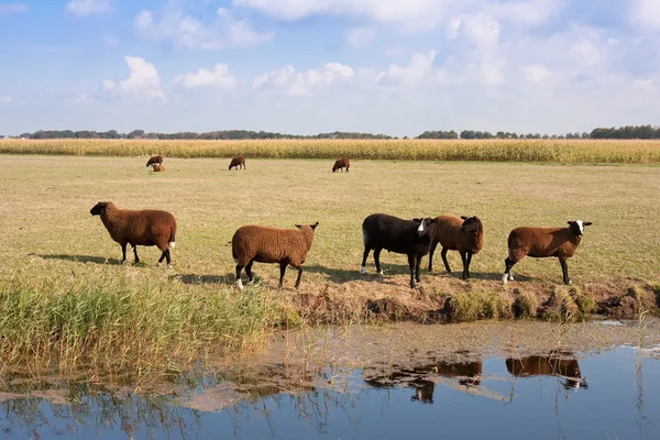 Braune Schafe auf der weiten holländischen Wiese — Stockfoto