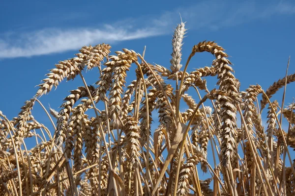 Ripe summer wheat — Stock Photo, Image
