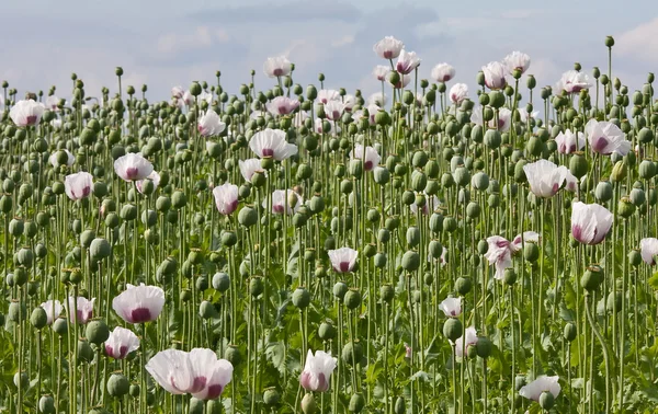 Field of poppys in full bloom, Czech Republic — Stock Photo, Image