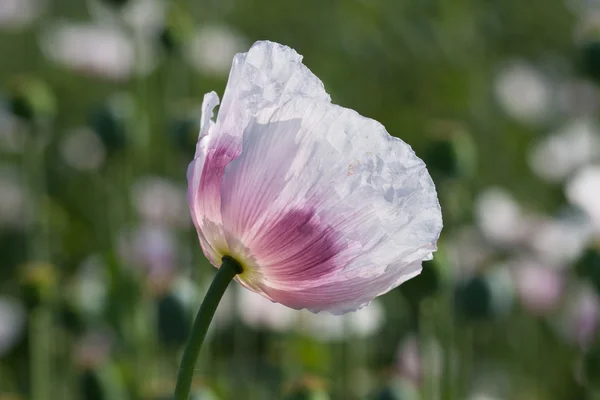 Lovely transparent white poppy in the bright sunlight. — Stock Photo, Image